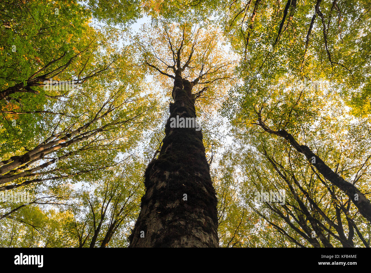 Autumn trees in the forest Stock Photo - Alamy