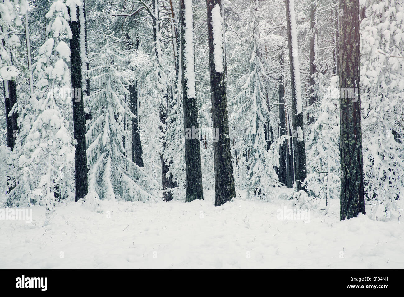 Pine trees covered with snow Stock Photo - Alamy