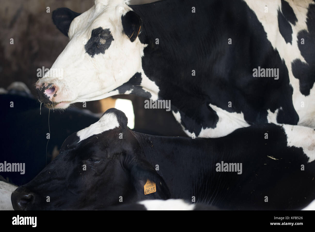 close-up of a dairy cow of Holstein Friesian breed Stock Photo - Alamy