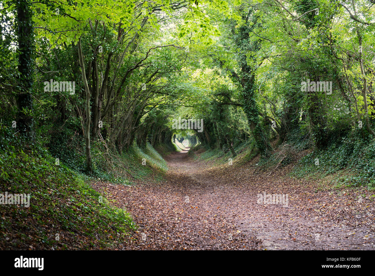 Halnaker Tunnel an ancient roman road and tunnel of trees near Halnaker, West Sussex, UK Stock
