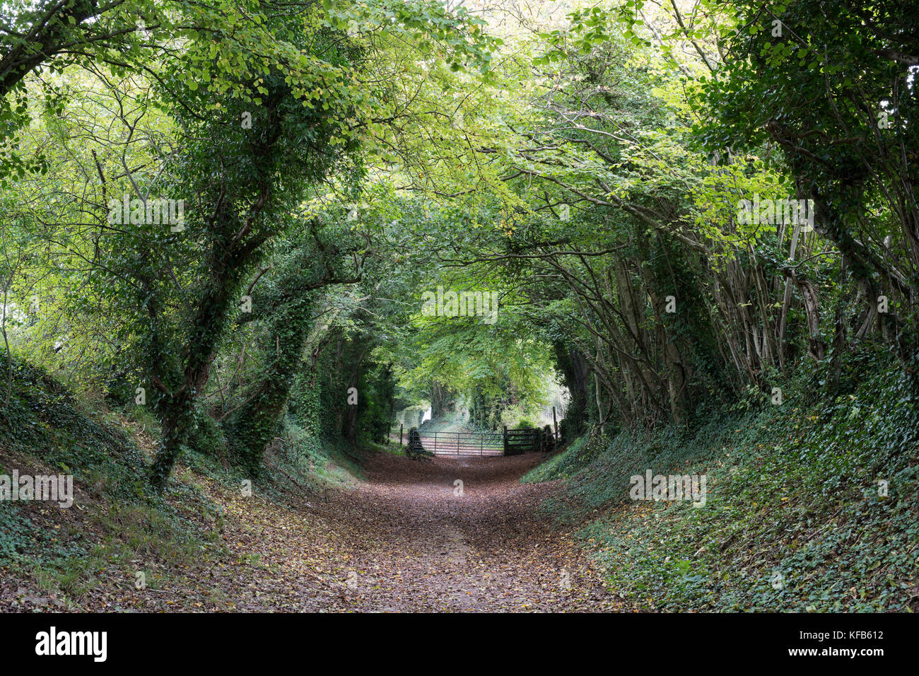 Halnaker Tunnel an ancient roman road and tunnel of trees near Halnaker, West Sussex, UK Stock Photo