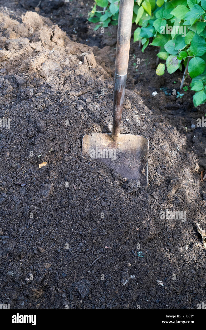 Homemade compost and a shovel on a vegetable garden in autumn. UK Stock Photo