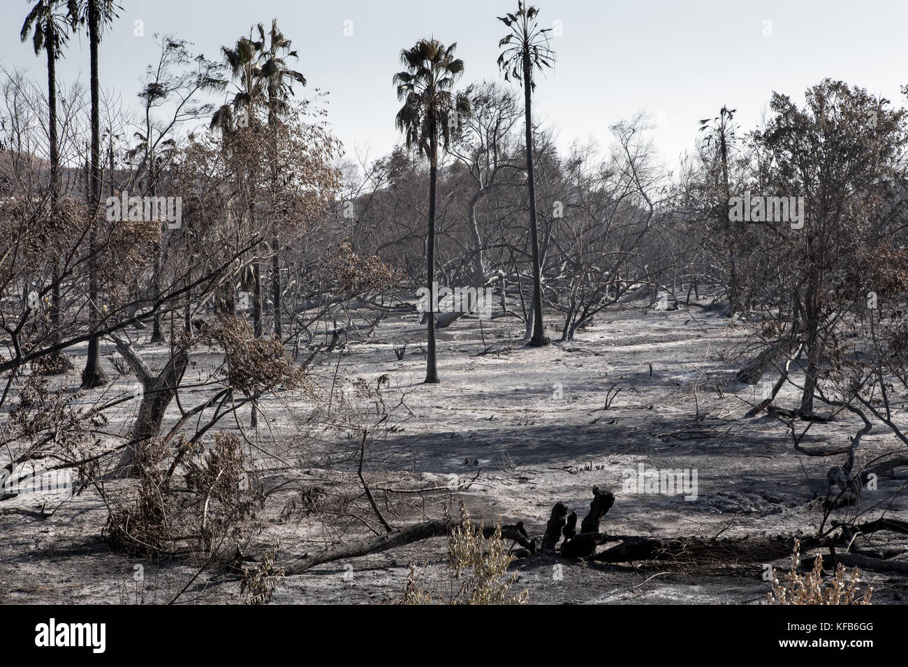 The burn area left from the Canyon 2 Fire at Peters Canyon Regional Park in Orange Southern California  . The park remains closed as of oct 30th 2017 Stock Photo