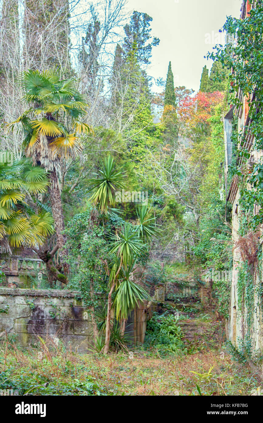 Hemp palm Chamaerops, abandoned manor with park, lost Paradise, mass exodus Stock Photo