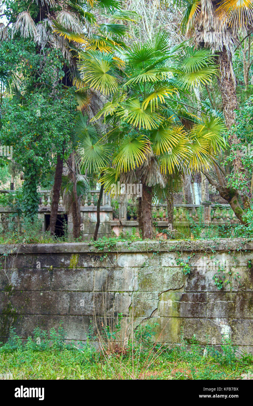 Hemp palm Chamaerops, abandoned manor with park, lost Paradise, mass exodus Stock Photo