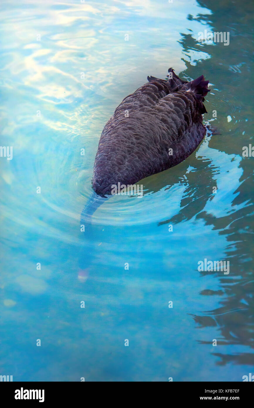 Australian black swan (Cygnus atratus) feeding on pond. Bird dips its