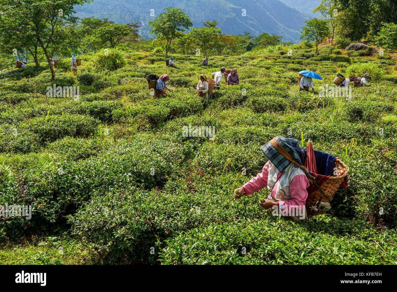 INDIA, WEST BENGAL, DARJEELING:  Women plucking tea on a tea estate near darjeeling. Darjeeling tea is regarded as one of the best world Stock Photo