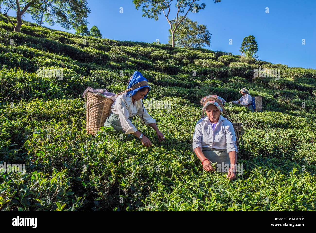 INDIA, WEST BENGAL, DARJEELING women plucking tea on a tea estate near darjeeling. Darjeeling teas are regarded as one of the best world wide. Stock Photo