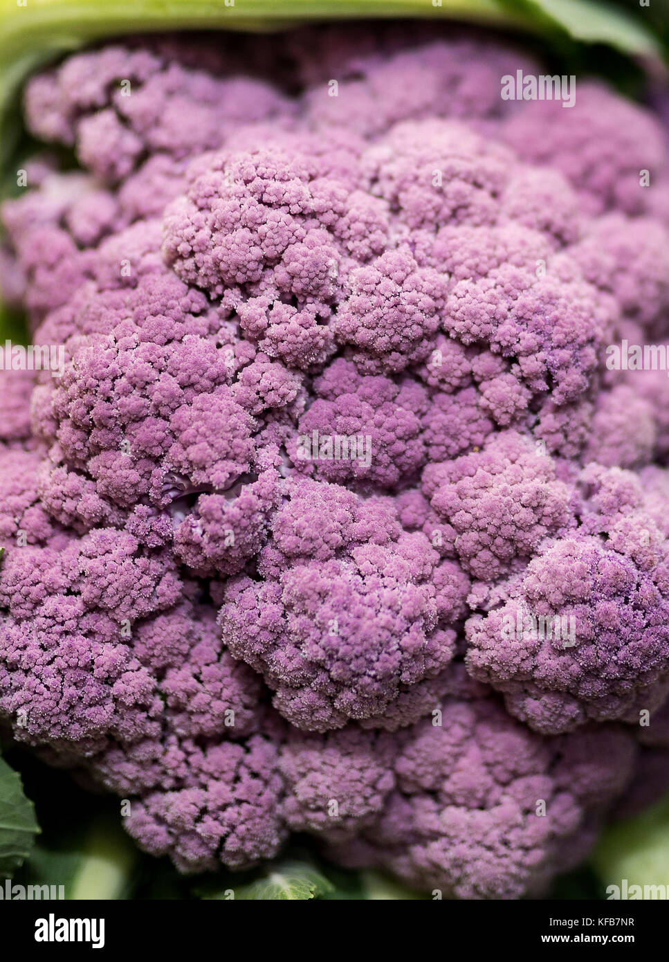 Close up of delicious and colourful, ripe and vibrant purple cauliflower texture vegetable on a market stall in Yorkshire, UK Stock Photo