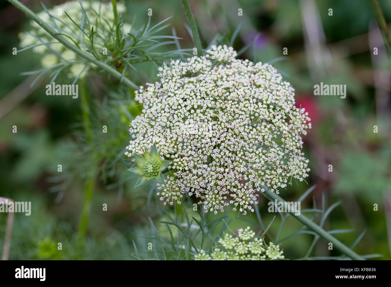 Feathery foliage and domed heads of green and white flowers of the hardy annual umbellifer, Ammi visnaga Stock Photo
