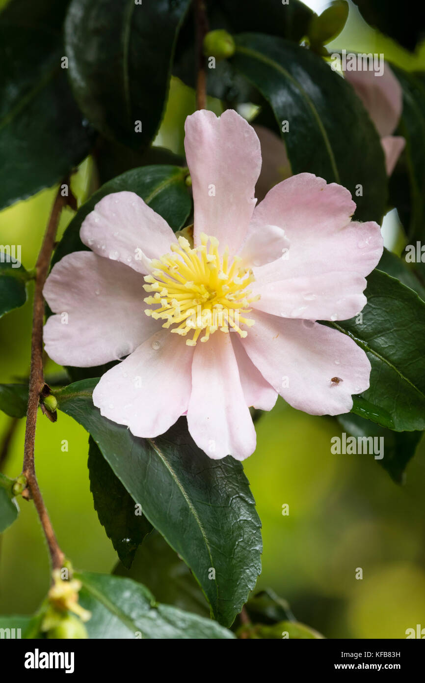 Pale pink Autumn flower of the hardy evergreen large shrub or small tree, Camellia sasanqua 'Pinafore Pink' Stock Photo