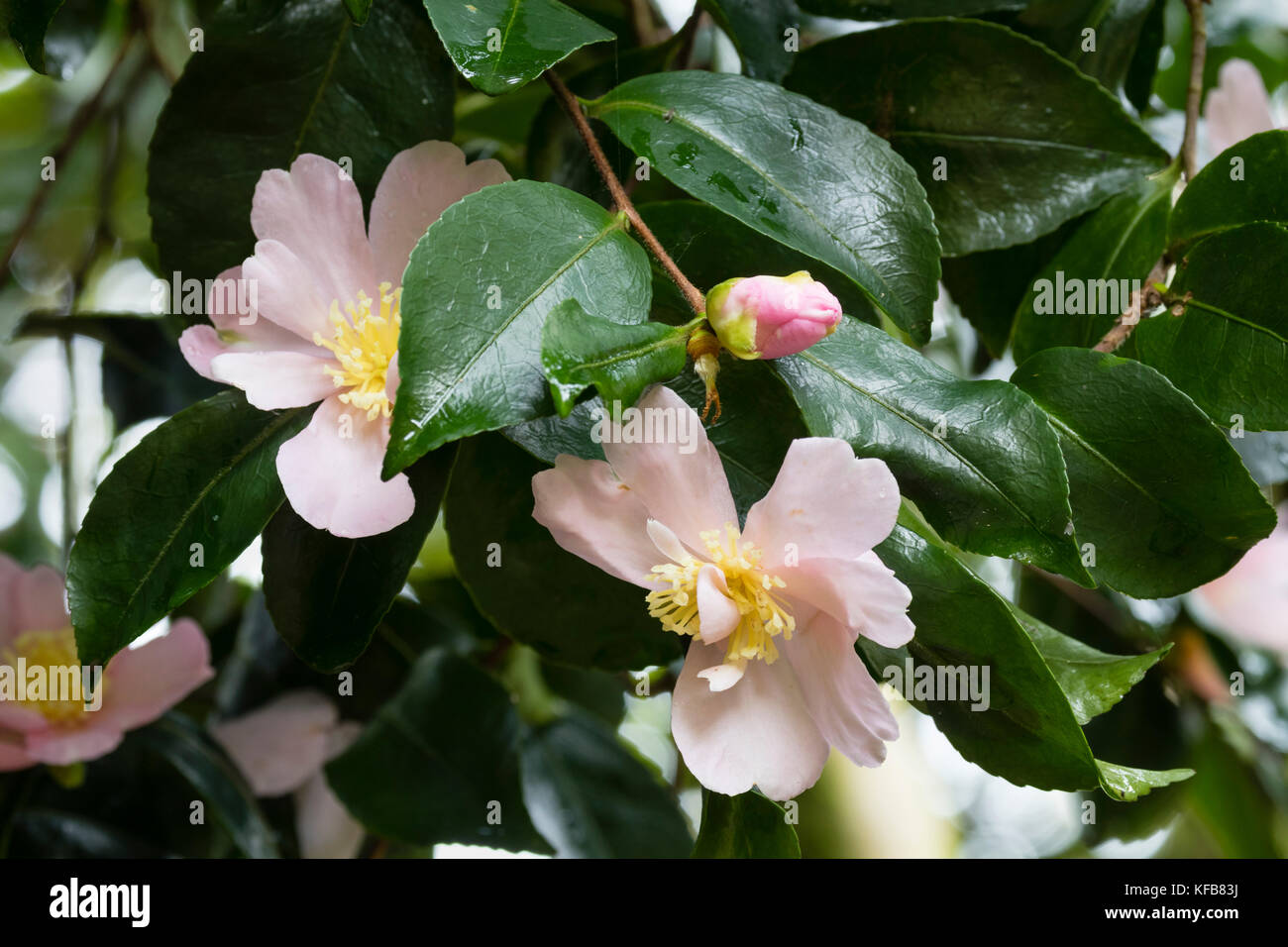 Pale pink Autumn flowers of the hardy evergreen large shrub or small tree, Camellia sasanqua 'Pinafore Pink' Stock Photo