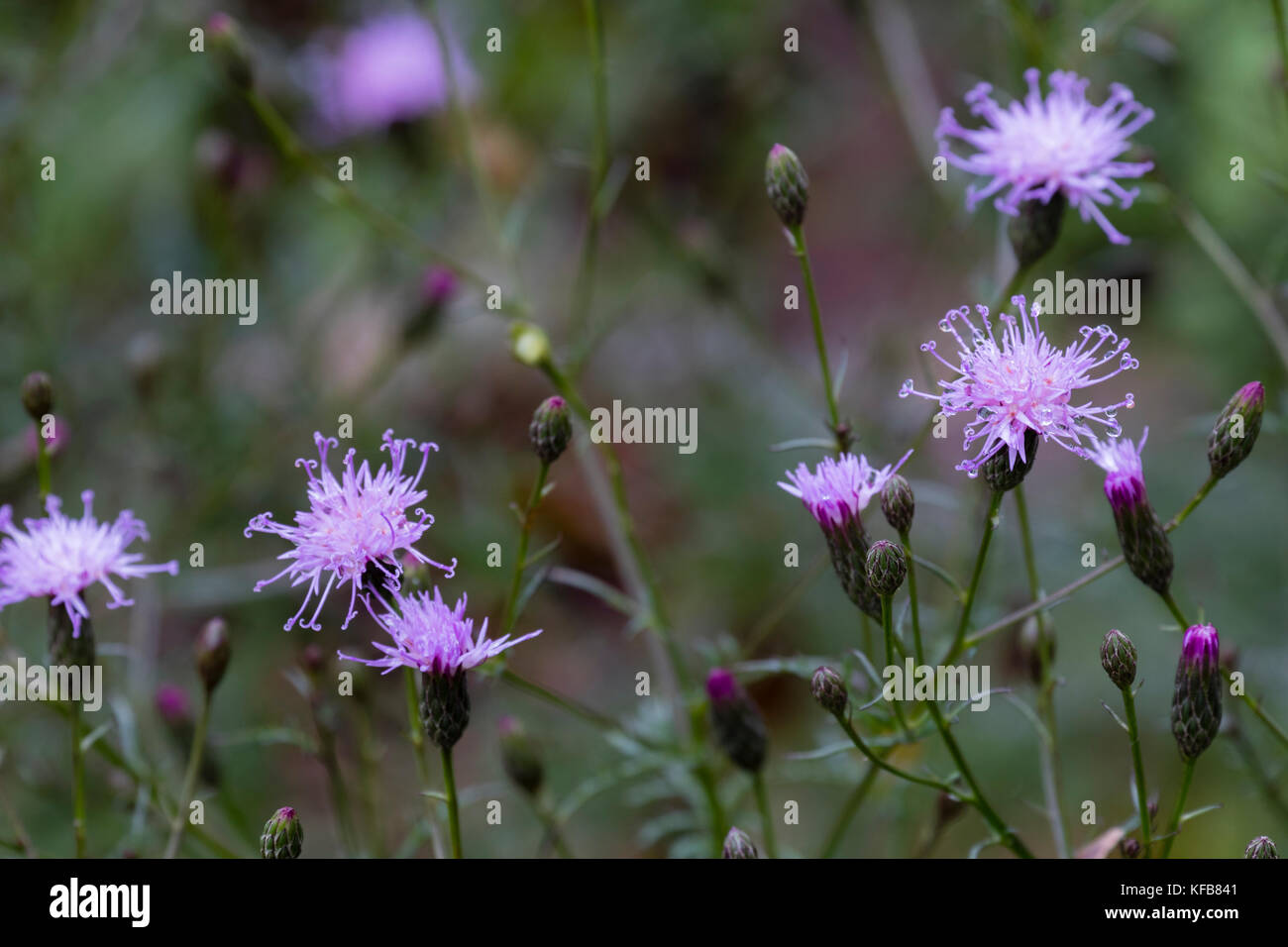 Dew covered flowers of the late blooming dwarf knapweed, Serratula seoanei Stock Photo