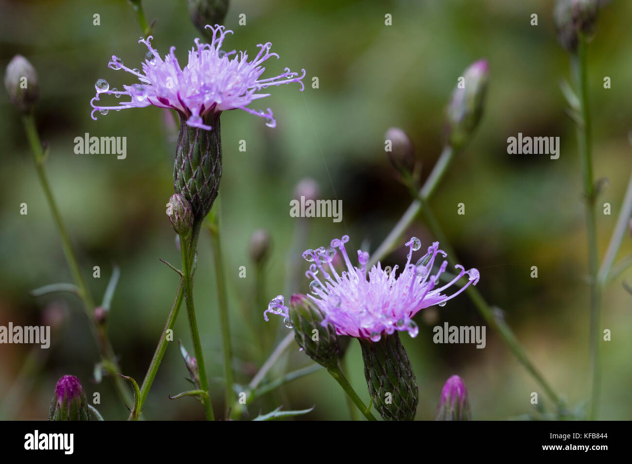 Dew covered flowers of the late blooming dwarf knapweed, Serratula seoanei Stock Photo