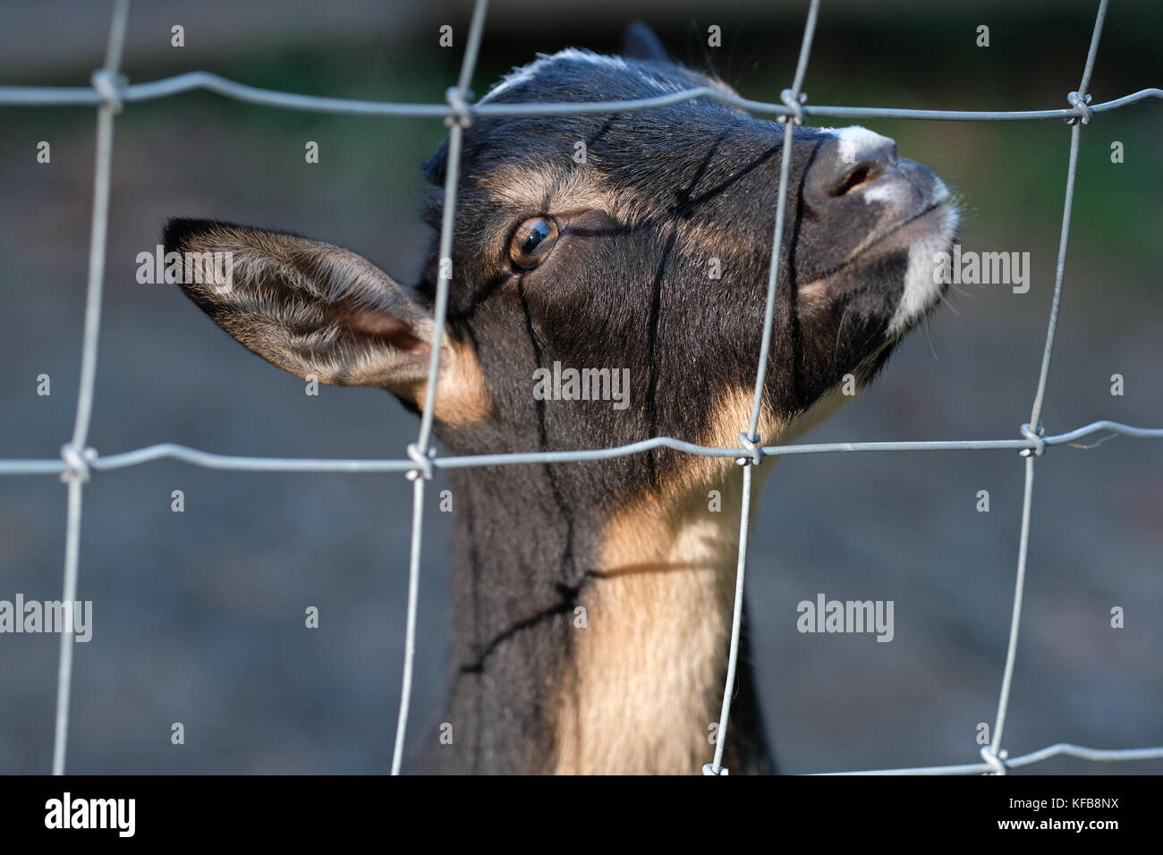 A Nigerian Dwarf goat behind 4x4 inch wire fence. 10x10 cm Stock Photo