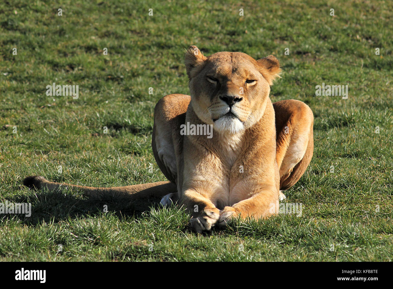 Captive African lioness (Panthera leo) laying down in the Yorkshire Wildlife Park, UK. Stock Photo