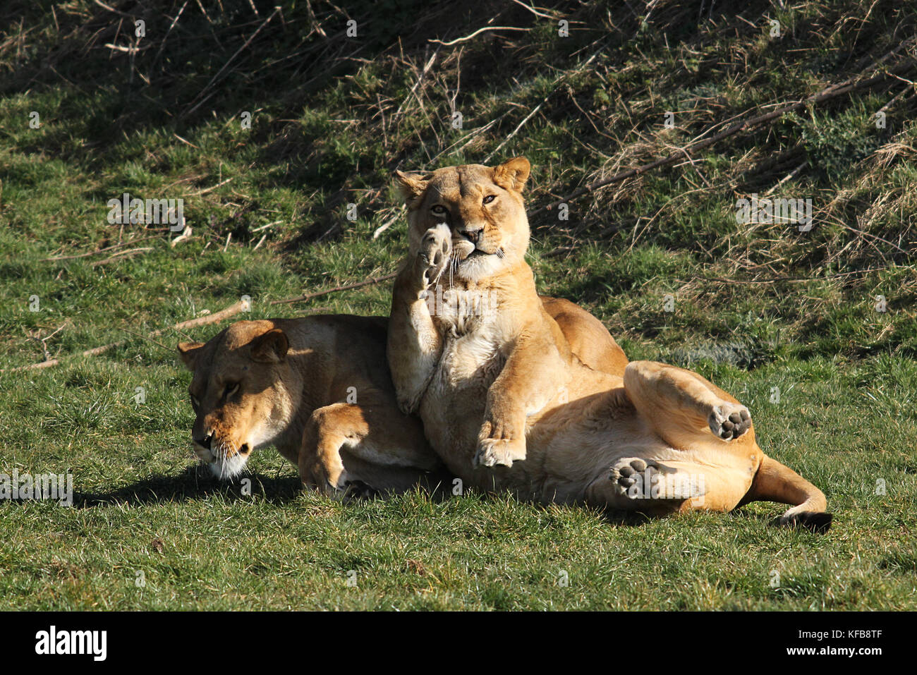 Captive African lioness (Panthera leo) laying down in the Yorkshire Wildlife Park, UK. Stock Photo