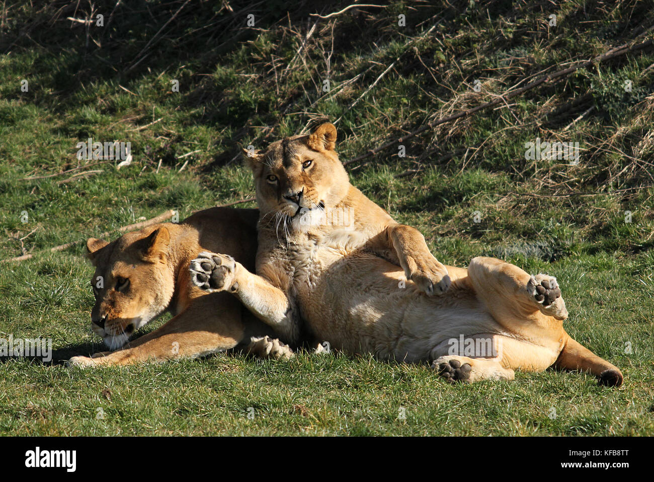 Captive African lioness (Panthera leo) laying down in the Yorkshire Wildlife Park, UK. Stock Photo
