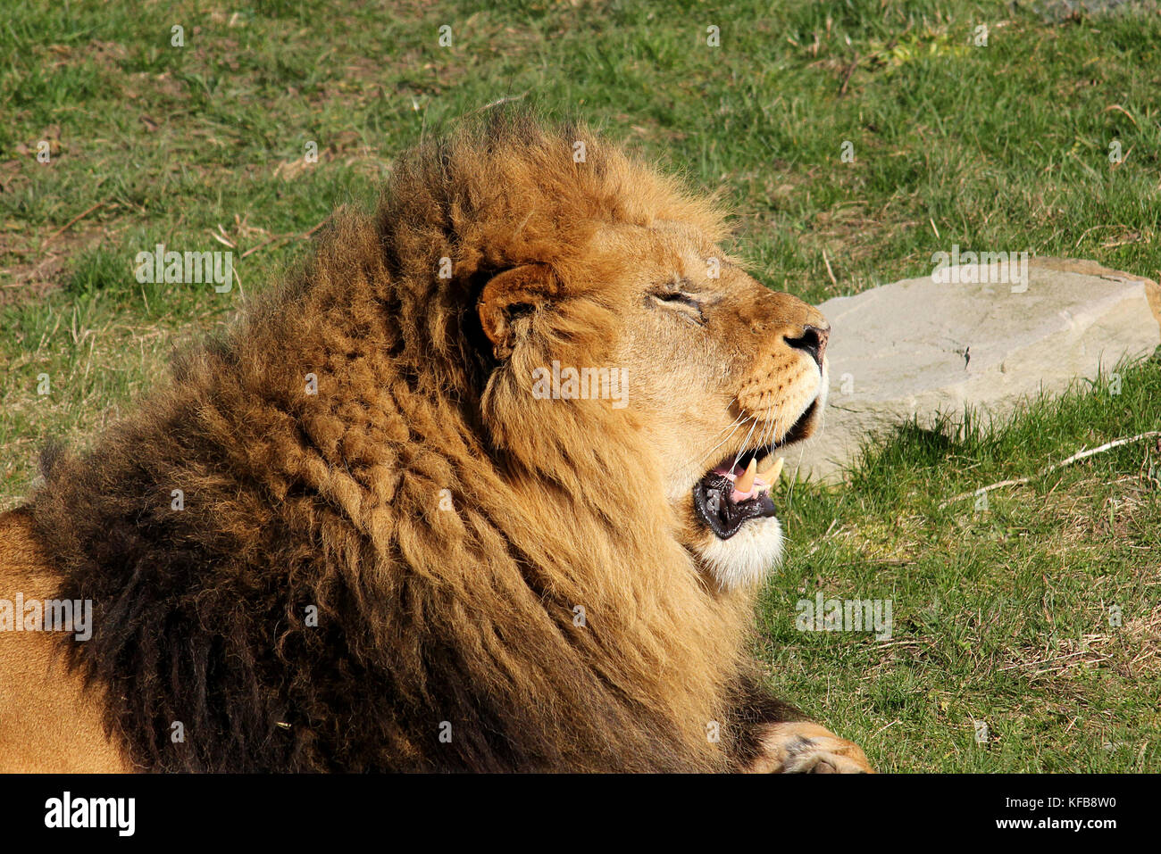 Captive Male African Lion (Panthera leo) at the Yorkshire Wildlife Park near Doncaster in the UK. Stock Photo