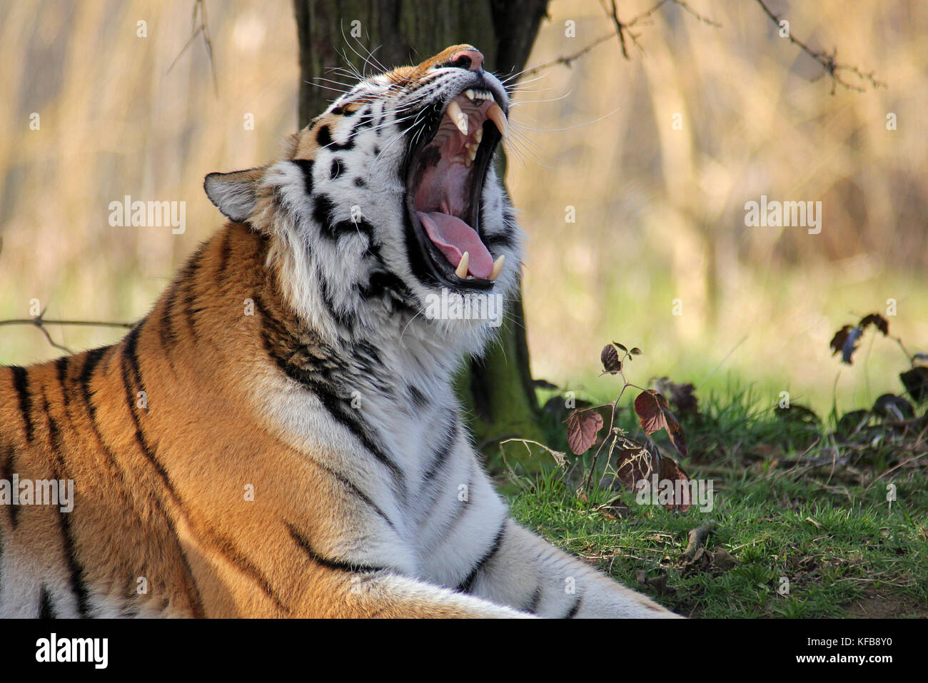 Captive Amur Tiger (Panthera tigris altaica) yawning in the Yorkshire Wildlife Park, UK. Stock Photo