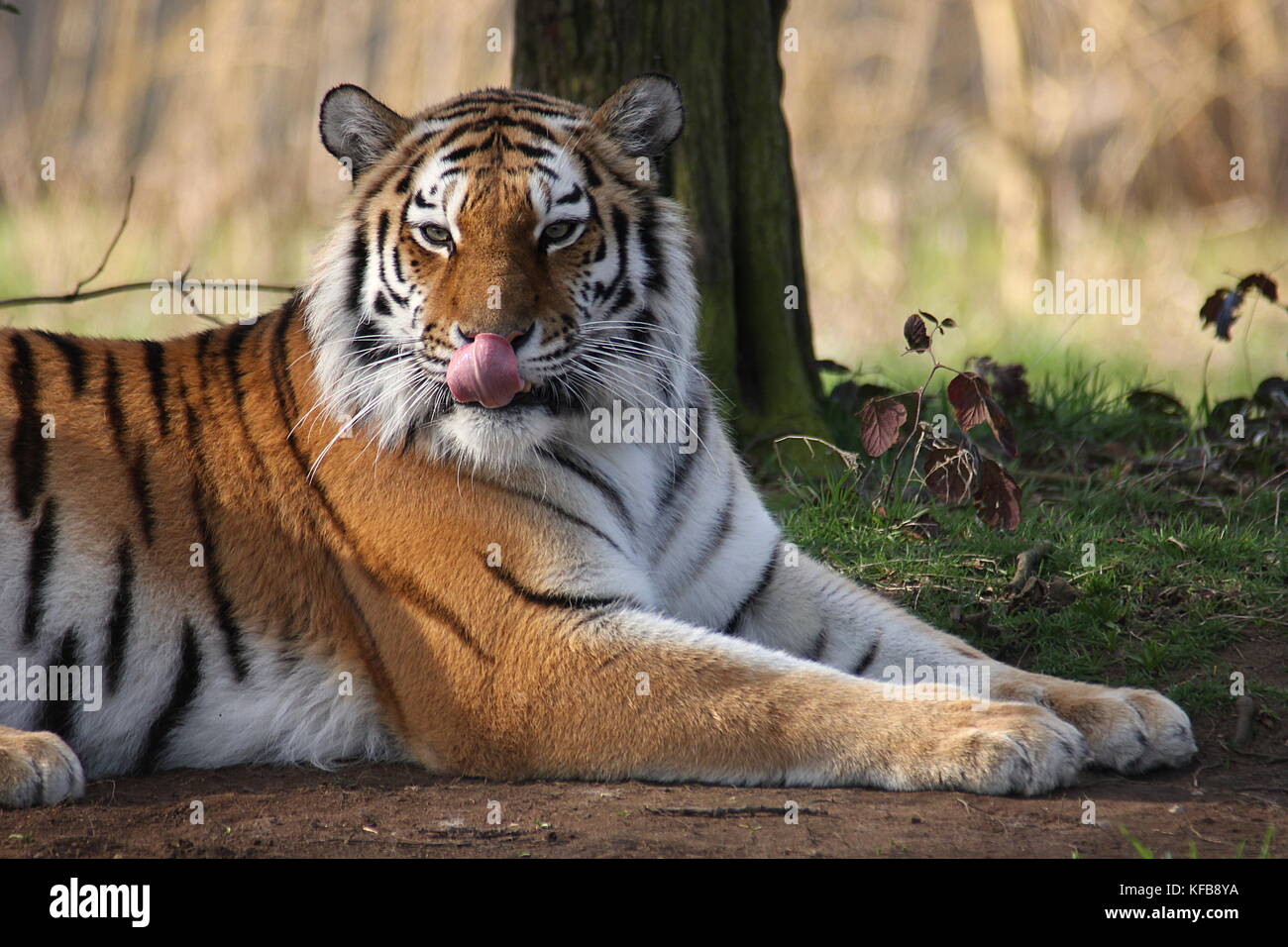 Captive Amur Tiger (Panthera tigris altaica) laying down and licking its nose in the Yorkshire Wildlife Park, UK. Stock Photo