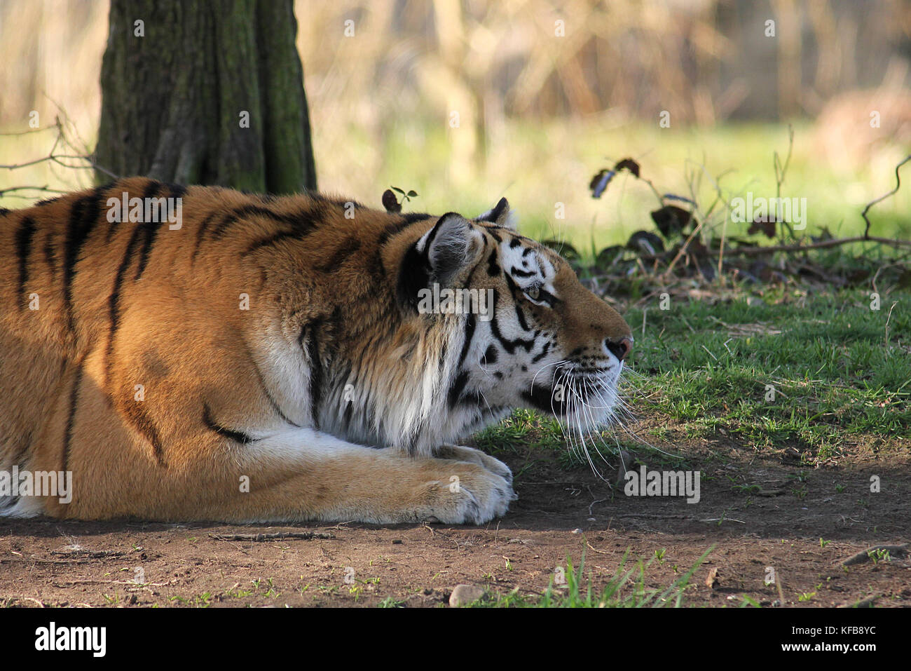 Captive Amur Tiger (Panthera tigris altaica) laying down in the Yorkshire Wildlife Park, UK. Stock Photo