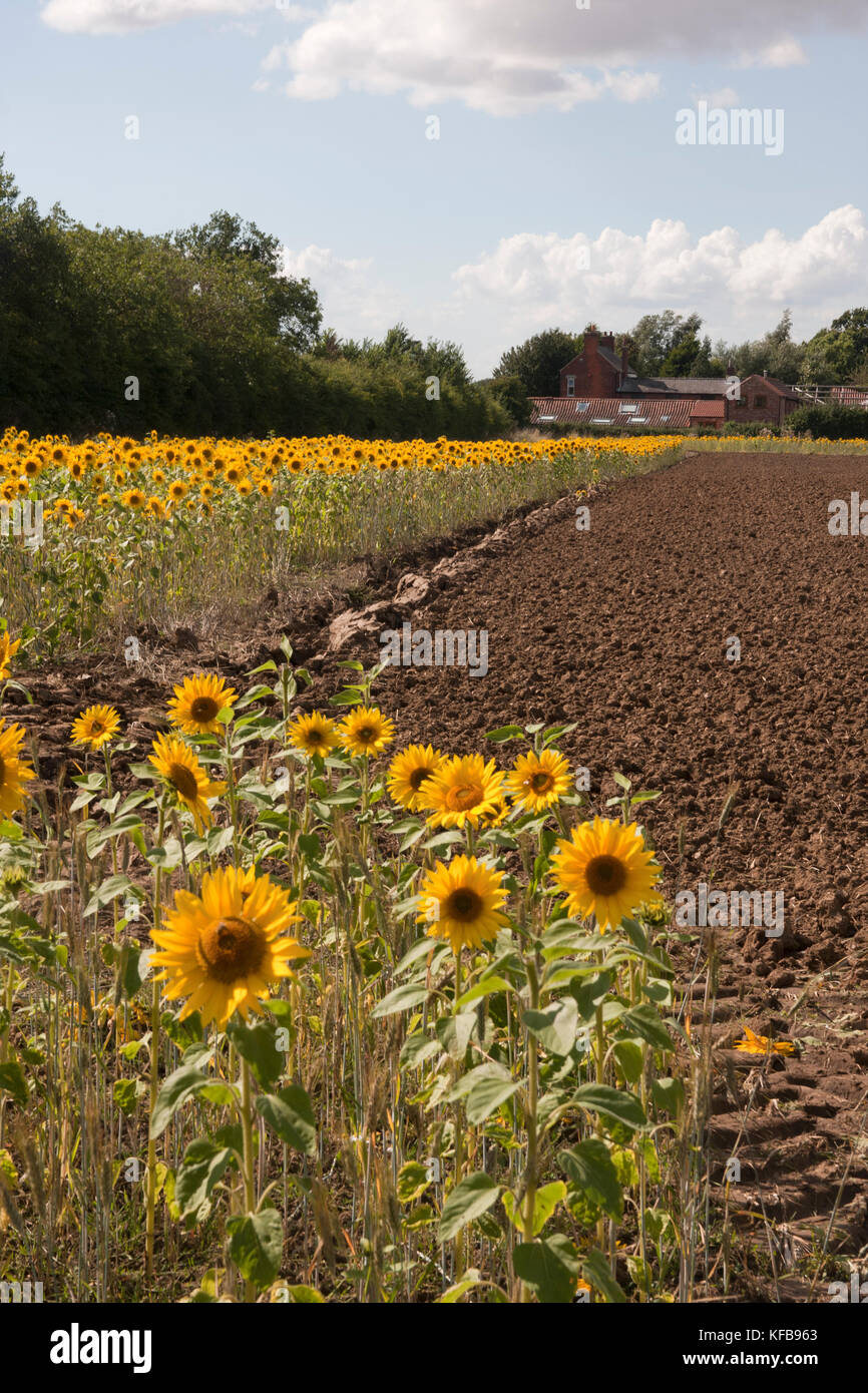 Field margin of sunflowers (Helianthus Annuus), Barrrow in Humber, Lincolnshire Stock Photo