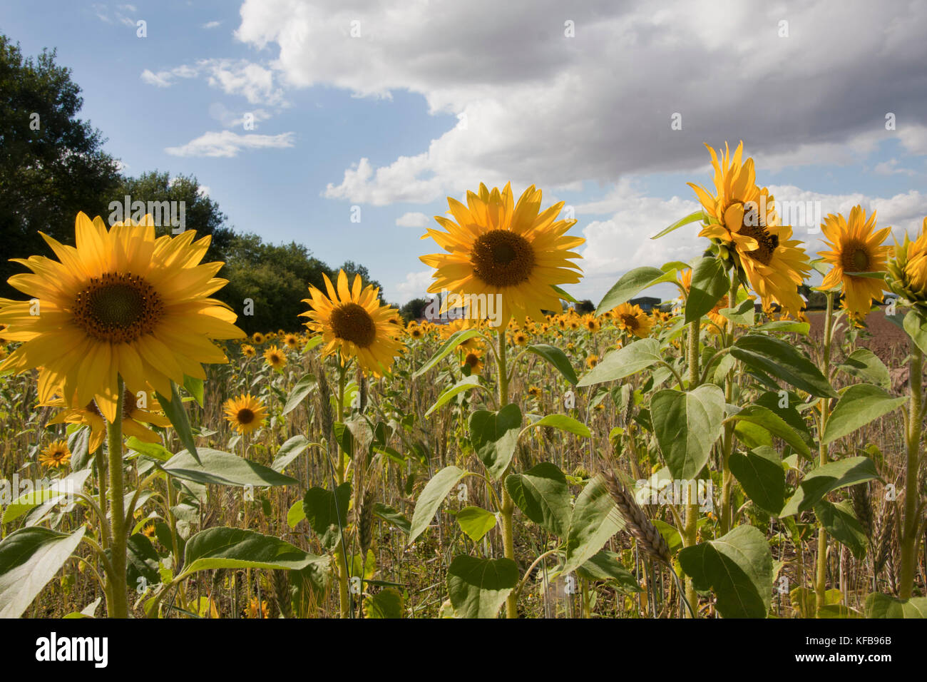 Field  of sunflowers (Helianthus Annuus) growing in Barrrow in Humber, Lincolnshire, England Stock Photo