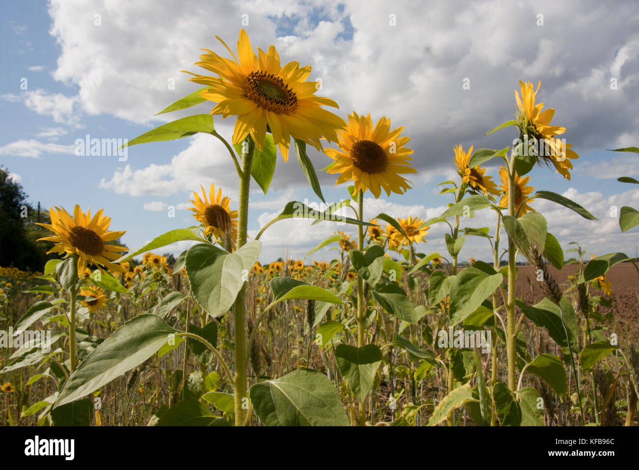 Field margin of sunflowers (Helianthus Annuus), Barrrow in Humber, Lincolnshire Stock Photo