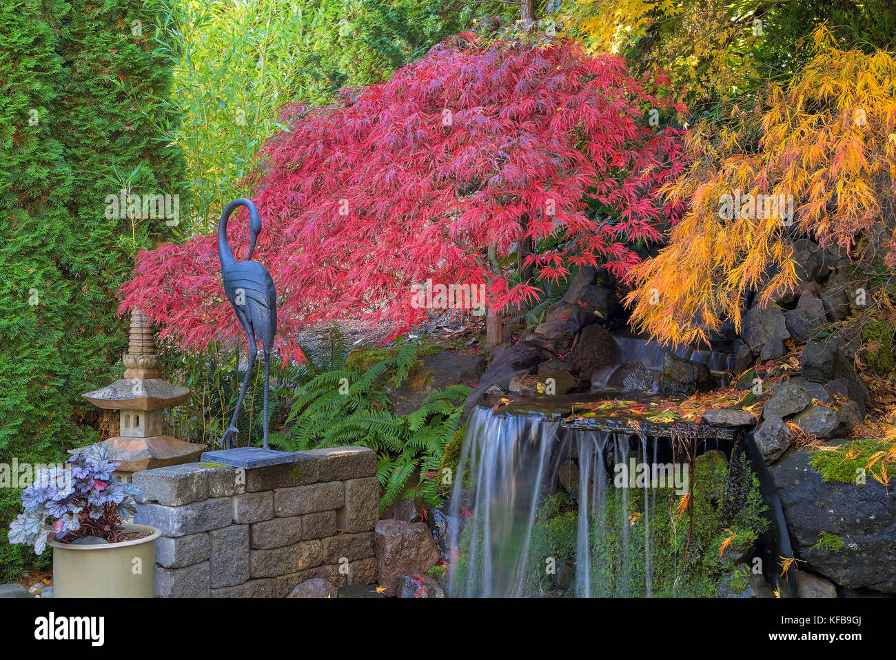 House backyard garden maple trees by waterfall pond in fall season color Stock Photo