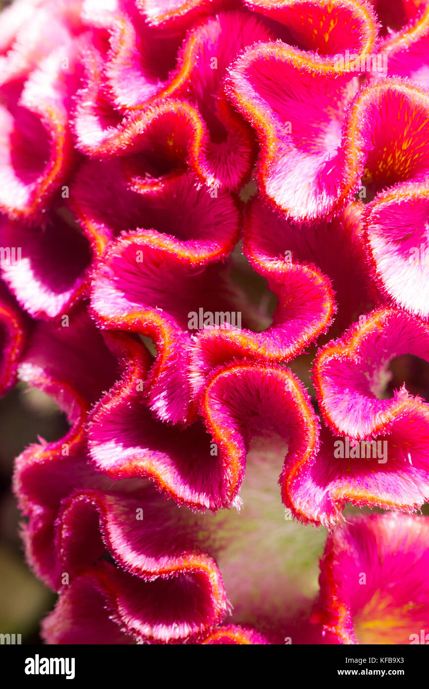Red Velvet Celosia Flower