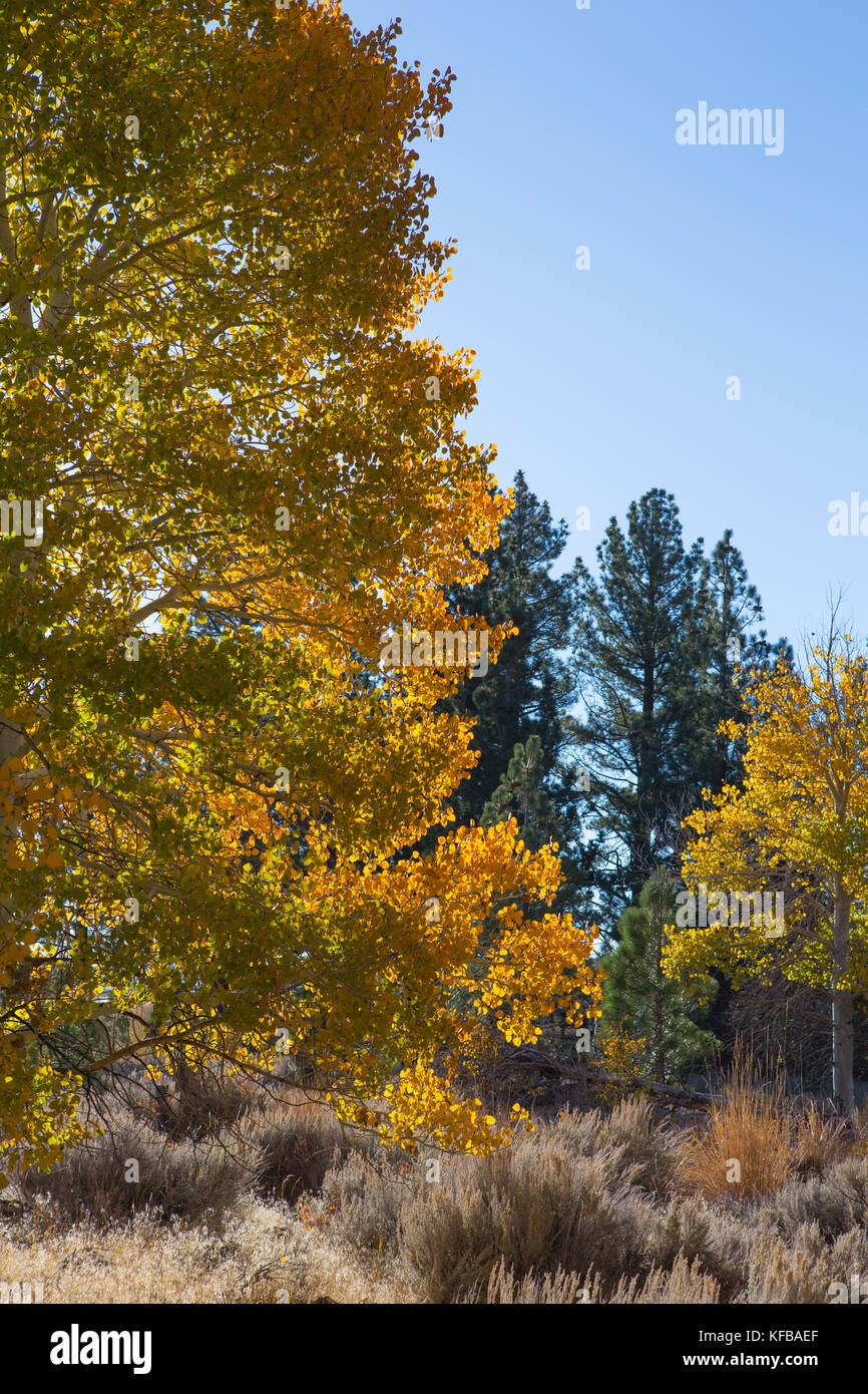 Early Morning Sunlight Shines Through A Aspen Tree In Full Fall Color ...