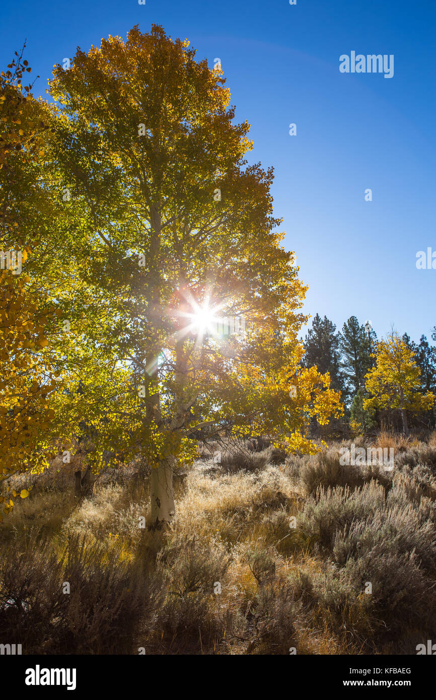 Early morning sunlight shines through a Aspen tree in full fall color