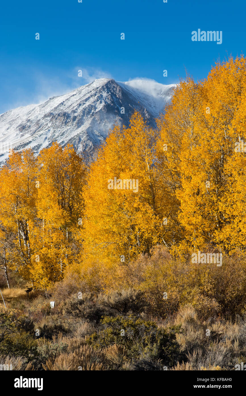 Fall and autumn color. Golden Aspen trees and snow capped mountain ...