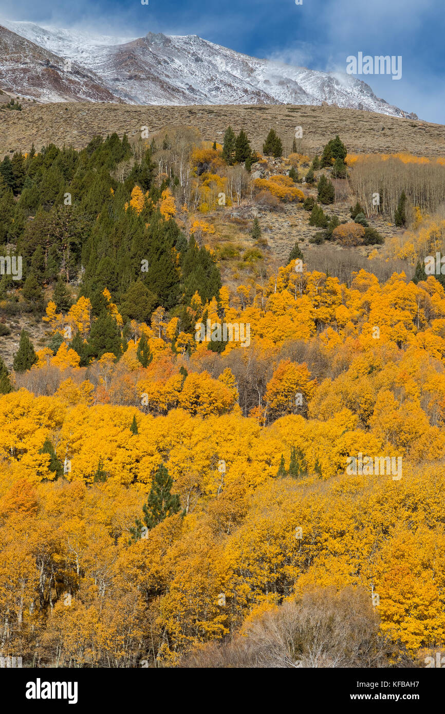Fall and autumn color. Golden Aspen trees and snow covered mountain peaks as fall comes to the Eastern Sierra Nevada in California USA Stock Photo
