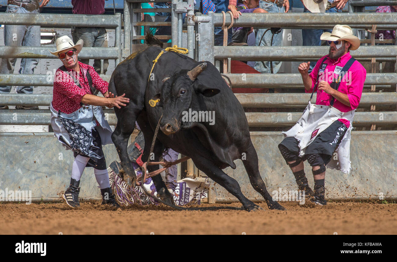 Rodeo clown and bull after throwing its rider in the 4th Annual Fall PRCA Rodeo in Arcadia Florida Stock Photo