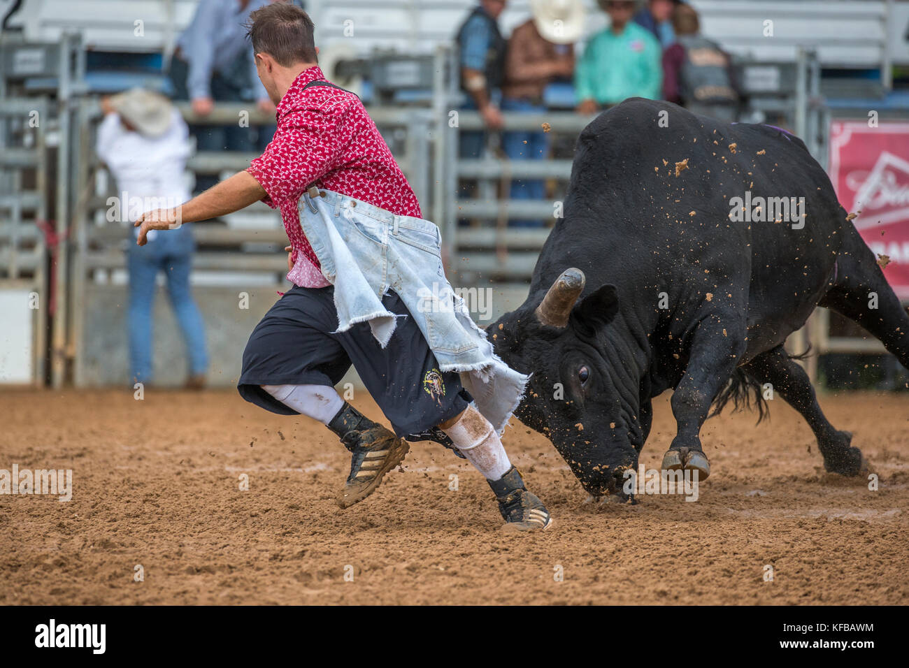 Bull chasing a rodeo clown after throwing its rider in the 4th Annual Fall PRCA Rodeo in Arcadia Florida Stock Photo