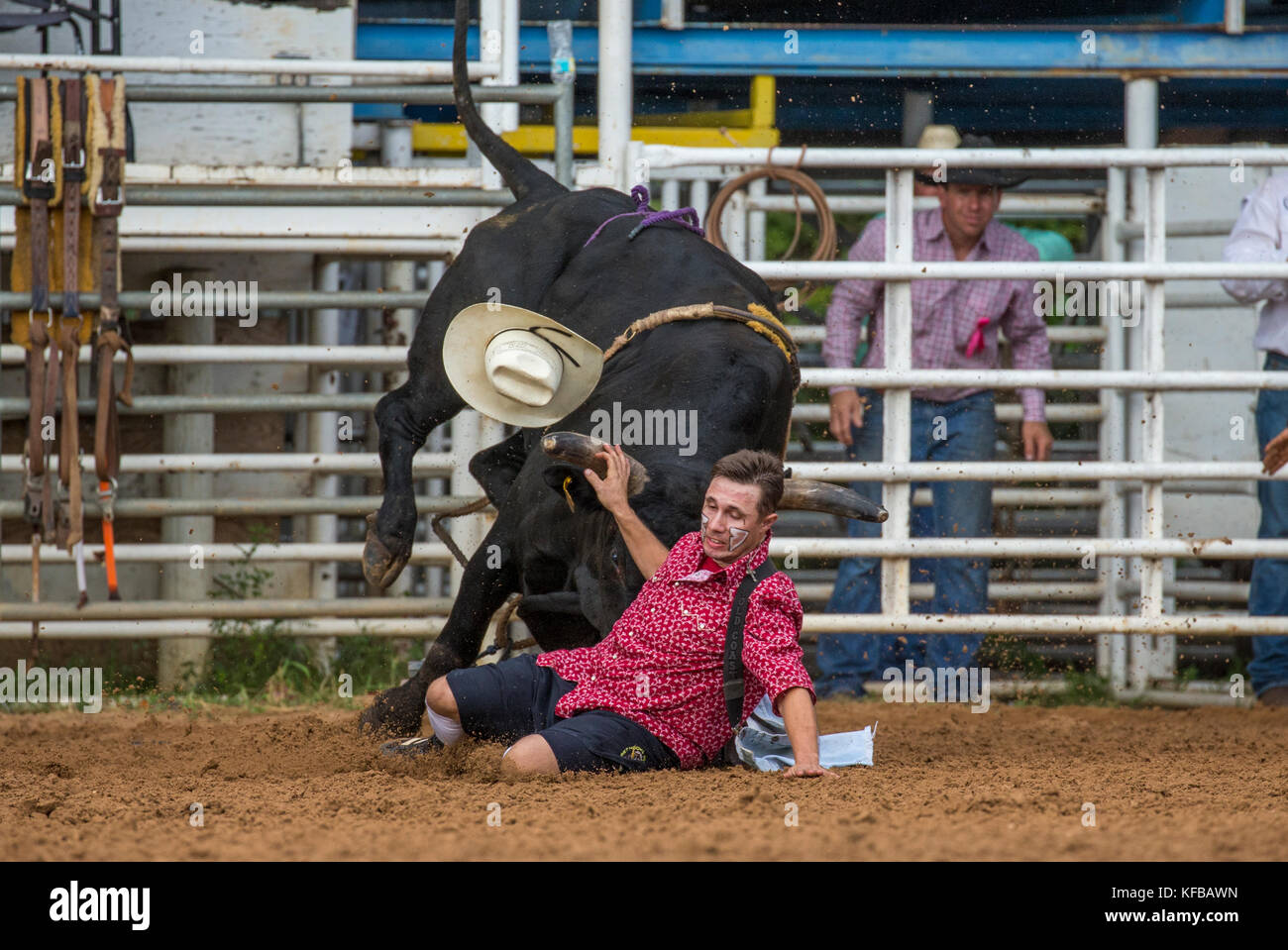 Bull chasing a rodeo clown after throwing its rider in the 4th Annual Fall PRCA Rodeo in Arcadia Florida Stock Photo