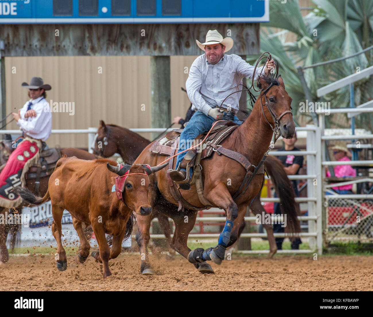 Steer wrestling event at 4th Annual Fall PRCA Rodeo in Arcadia Florida Stock Photo