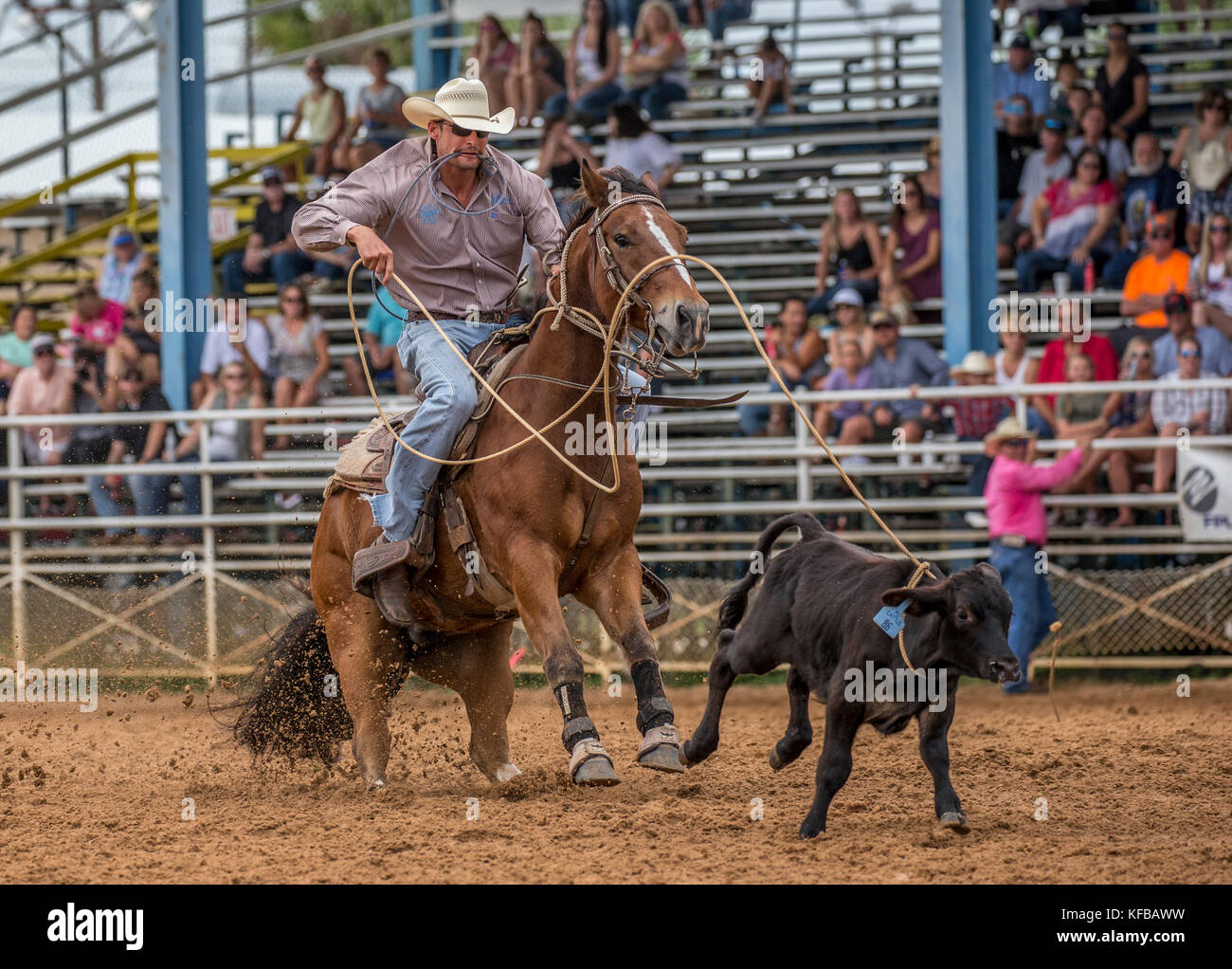 Prca Standings 2024 TieDown Roping Schedule Timi Adelind