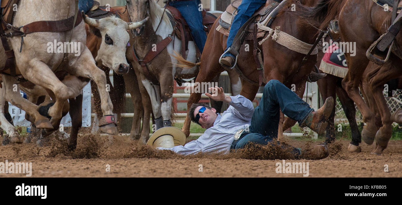 Rodeo cowboy on ground surronded by horses Stock Photo