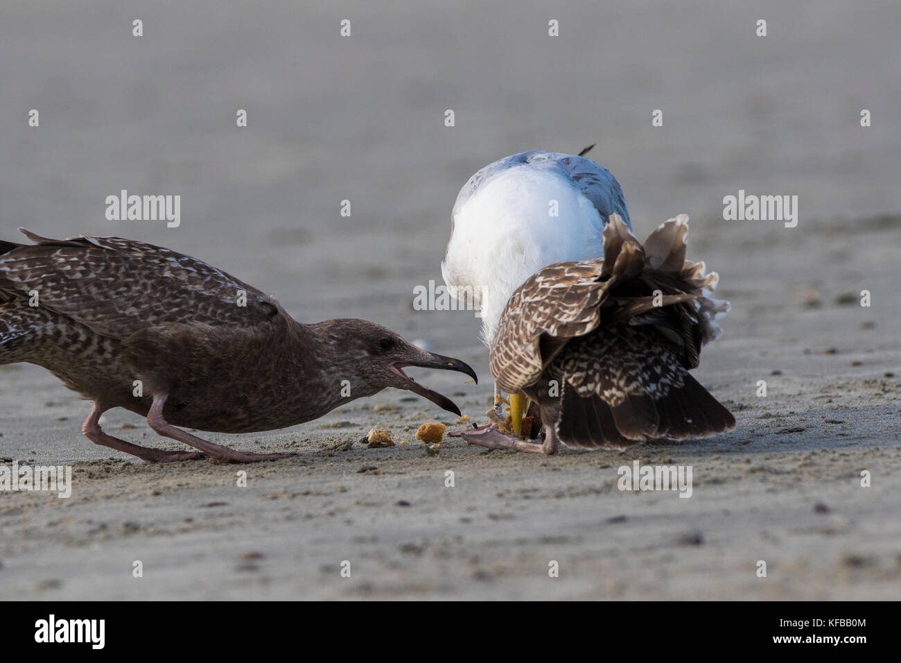 American herring gull or Smithsonian gull (Larus smithsonianus or Larus argentatus smithsonianus) adult feeding chicks with crab Stock Photo