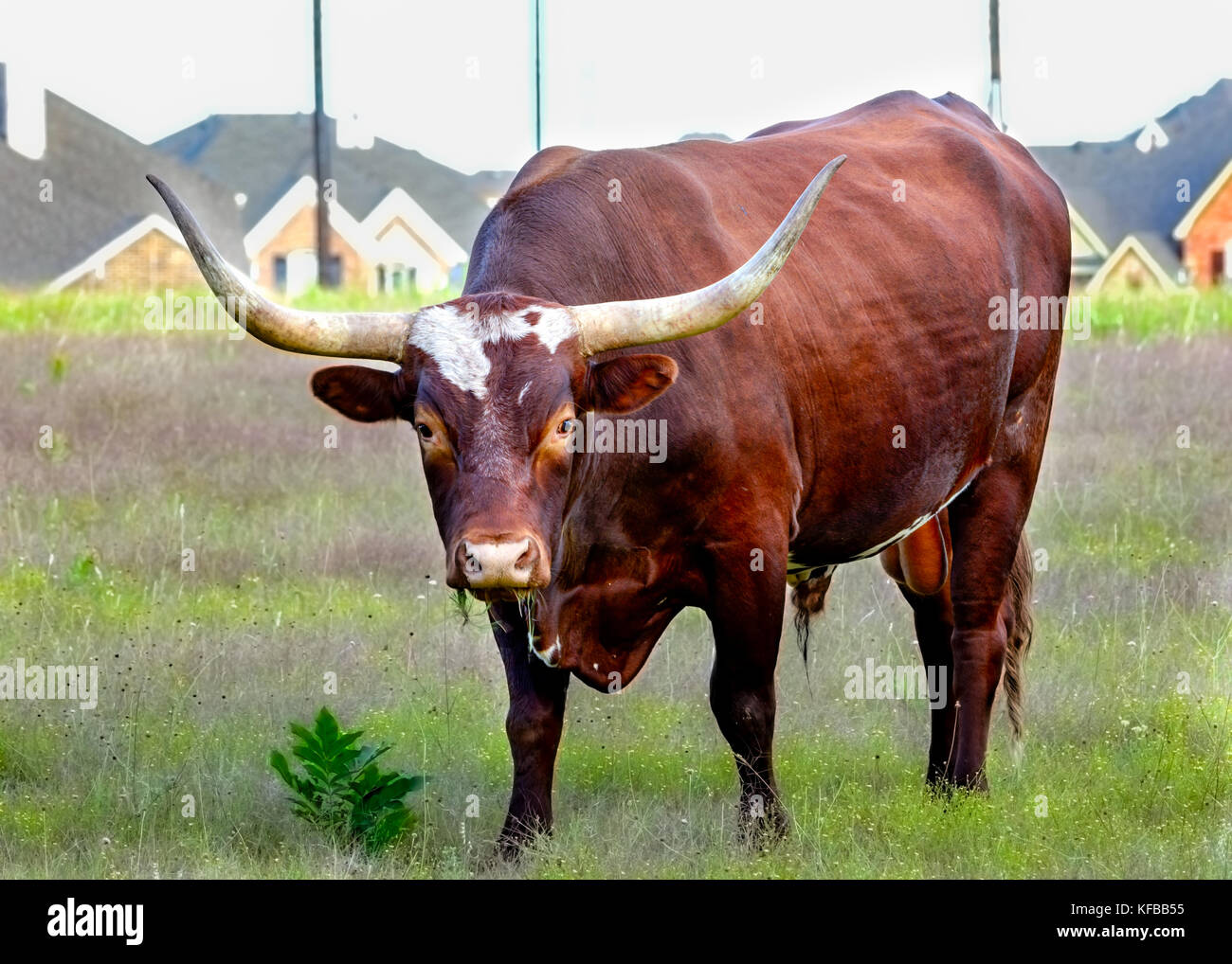 Texas Longhorn Bull Grazing in Urban Field Stock Photo