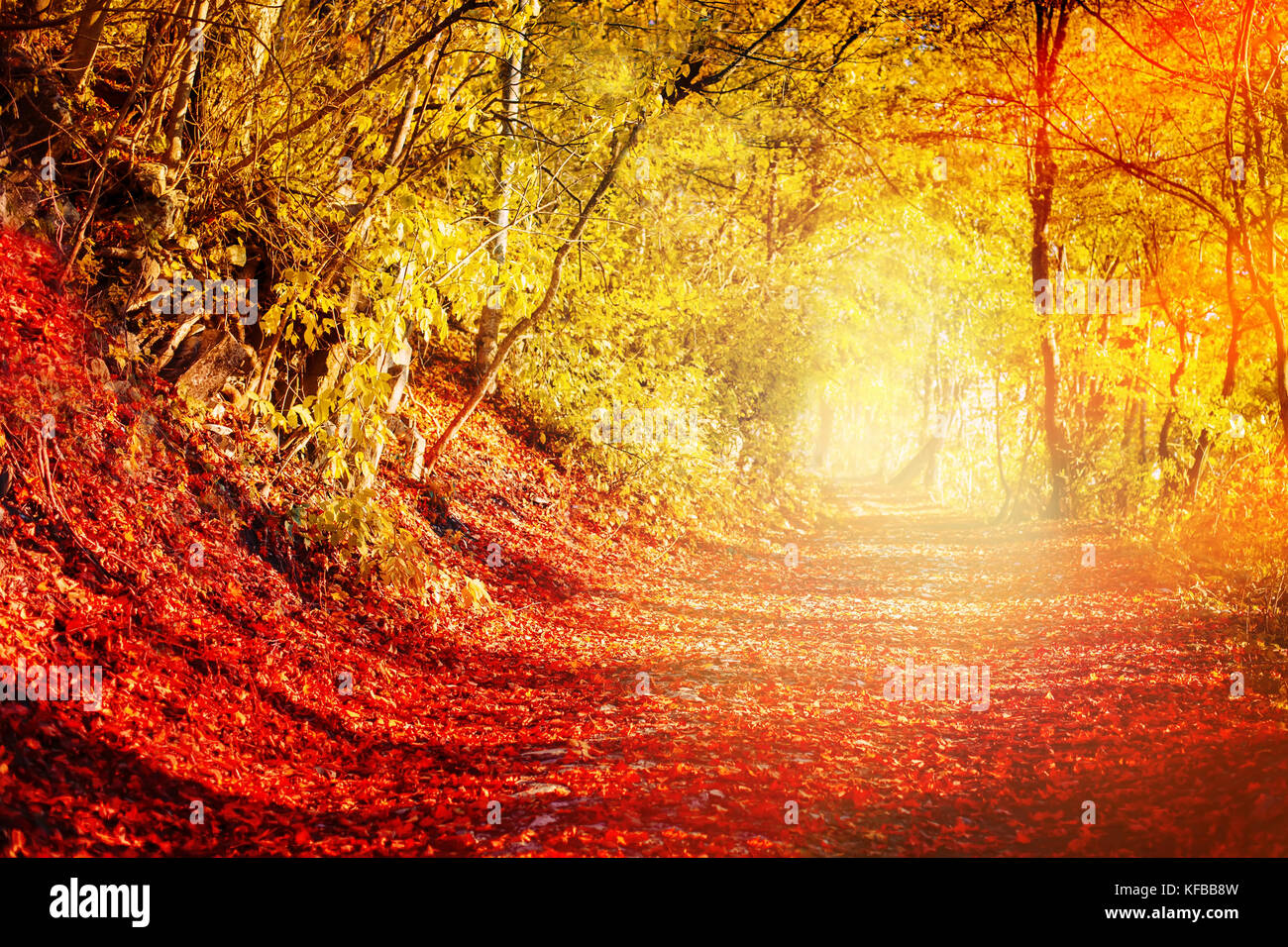 Footpath in the beautiful autumn woods. Autumn background. Stock Photo