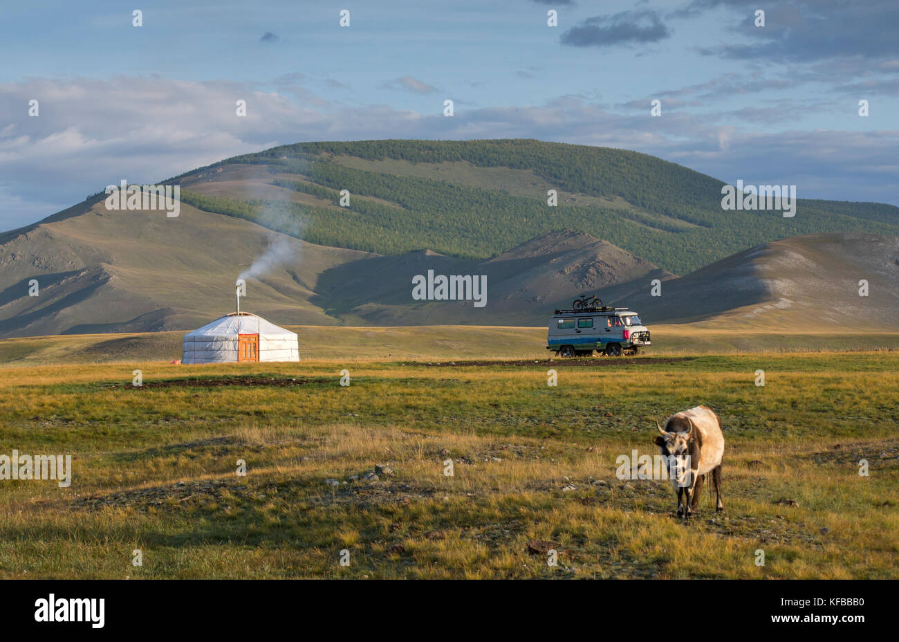 young bull, ger and a car in a landscape of northern mongolia Stock Photo