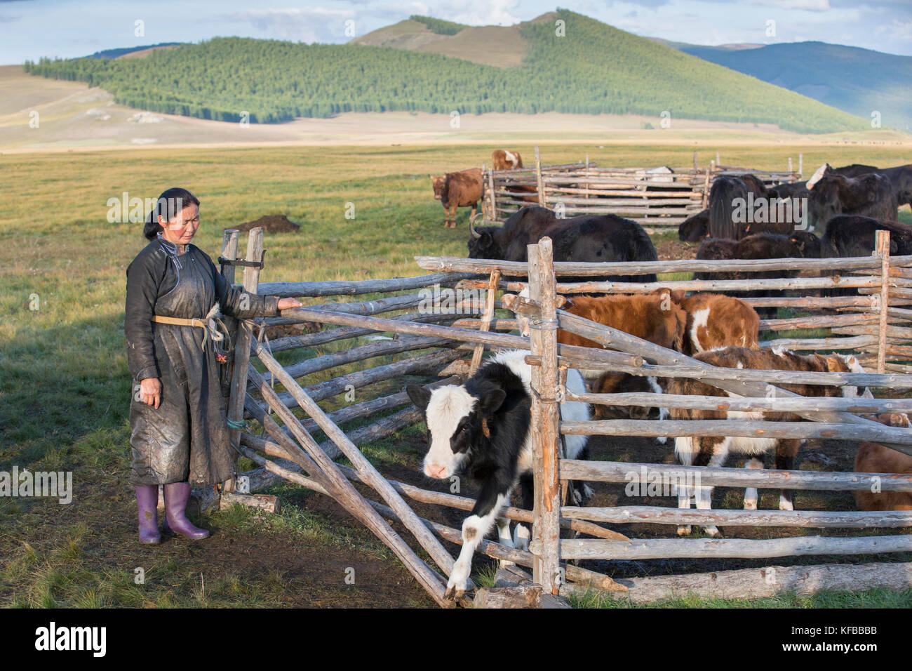 mongolian nomad woman with her cows Stock Photo - Alamy