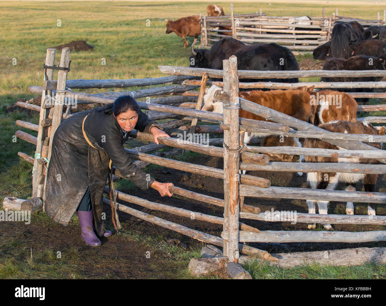 mongolian nomad woman with her cows Stock Photo - Alamy