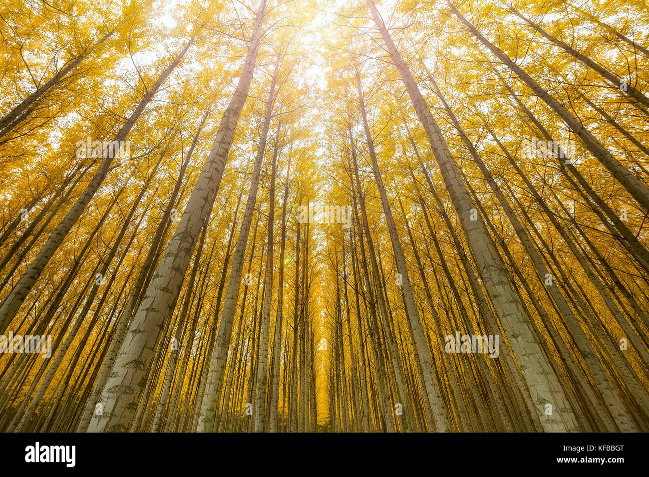Towering poplar trees at tree farm in Boardman Northeastern Oregon