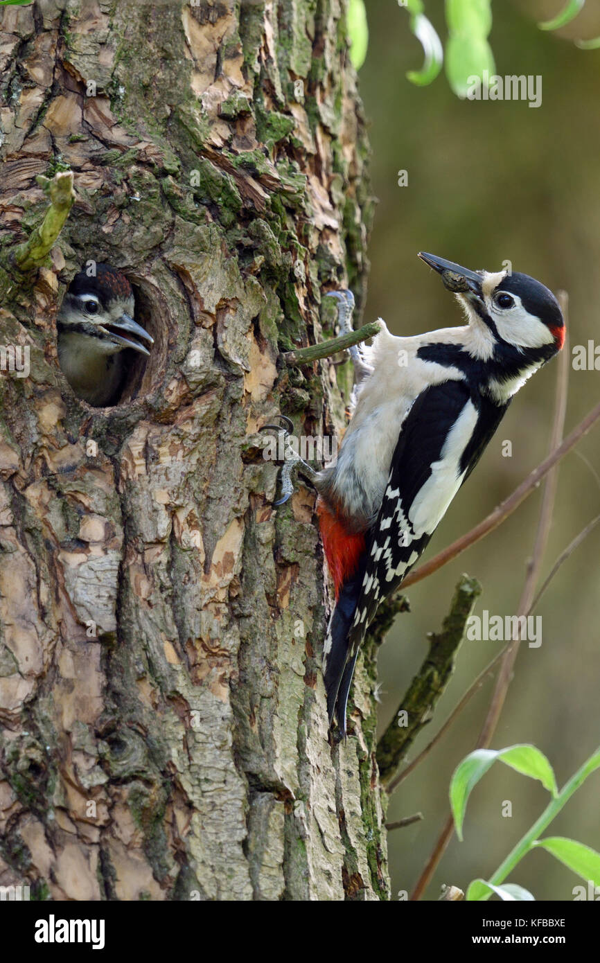 Greater / Great Spotted Woodpecker / Buntspecht ( Dendrocopos major ) feeding young chick at nest hole, Europe. Stock Photo
