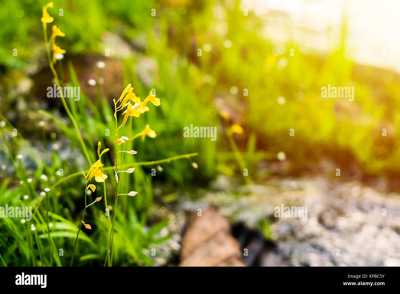 Utricularia bifida, Yellow wildflowers in the morning sun. Stock Photo